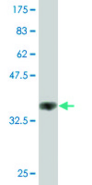 Monoclonal Anti-HS6ST1 antibody produced in