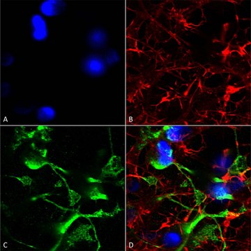Monoclonal Anti-Alpha-2C antibody produced in