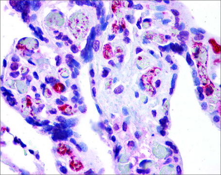 Anti-AIFM2 antibody produced in rabbit