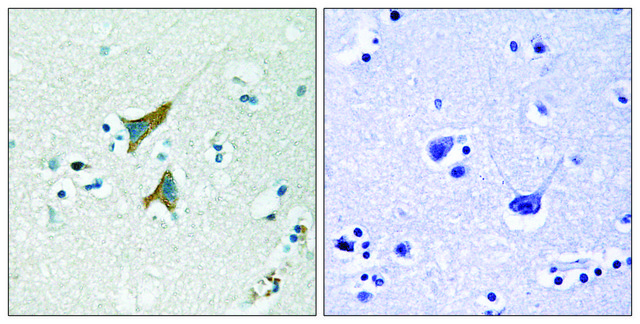 Anti-MKP1 antibody produced in rabbit