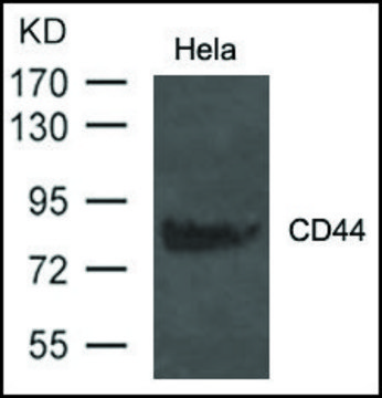 Anti-CD44 antibody produced in rabbit