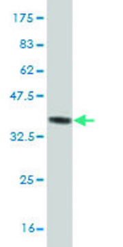 ANTI-ZIC3 antibody produced in mouse