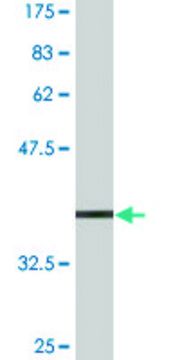 Monoclonal Anti-ZNFN1A4 antibody produced in