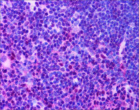Anti-STAT3 antibody produced in rabbit