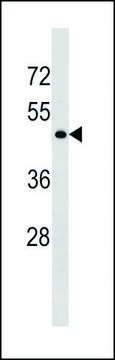 ANTI-GPR78 (CENTER) antibody produced in