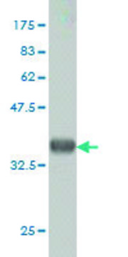 ANTI-KIT antibody produced in mouse