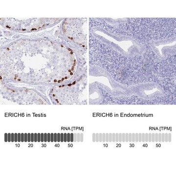 Anti-ERICH6 antibody produced in rabbit