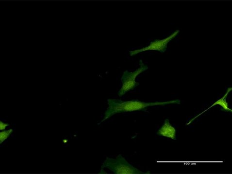 Anti-FAM117A antibody produced in rabbit