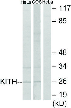 Anti-KITH, C-Terminal antibody produced in