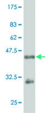 ANTI-RUNX2 antibody produced in mouse