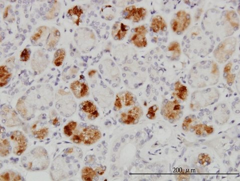 Monoclonal Anti-RAB43 antibody produced in