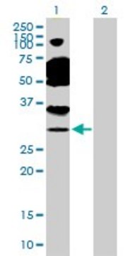 Anti-TAF11 antibody produced in rabbit