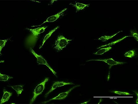 Anti-MRPL12 antibody produced in rabbit