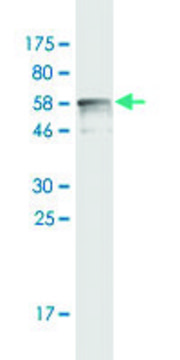 Monoclonal Anti-CNN1 antibody produced in