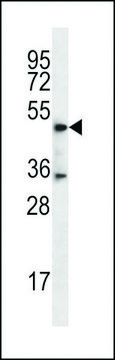 ANTI-DSN1(C-TERMINAL) antibody produced in rabbit