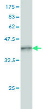 Monoclonal Anti-PLA2G4A antibody produced in