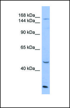 Anti-ATP7A antibody produced in rabbit
