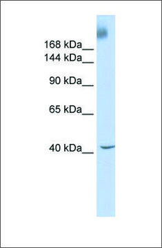 Anti-TAF1 antibody produced in rabbit
