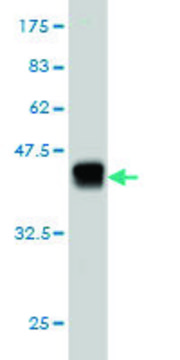 ANTI-KIAA2002 antibody produced in mouse