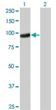 Monoclonal Anti-PCDHGA5 antibody produced in