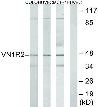 Anti-VN1R2 antibody produced in rabbit