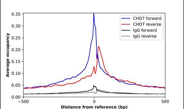 Anti-CHD7 antibody produced in rabbit
