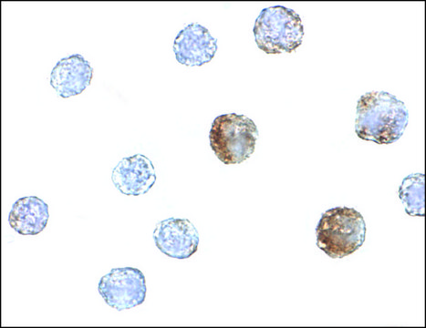 Anti-ST3GAL6 antibody produced in rabbit