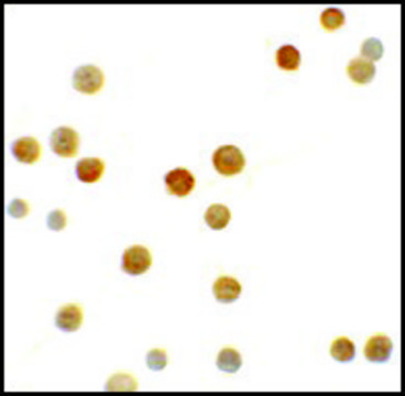 Anti-N4BP1 antibody produced in rabbit