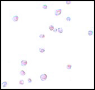 Anti-CHORDC1 antibody produced in rabbit