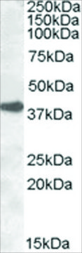 Anti-ERCC1 antibody produced in goat
