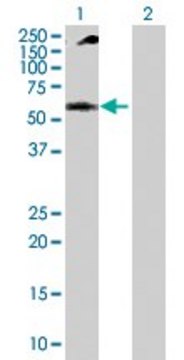 Anti-NUP62 antibody produced in rabbit