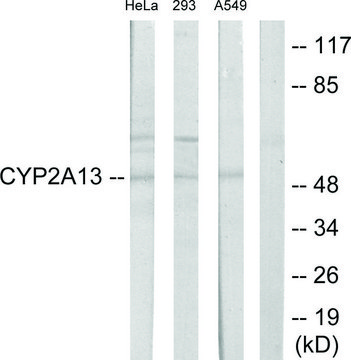 Anti-CYTOCHROME P450 2A13 antibody produced