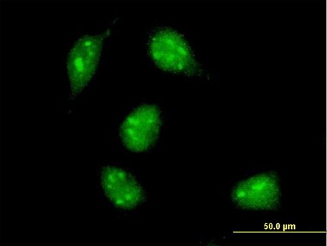 Monoclonal Anti-MAX antibody produced in