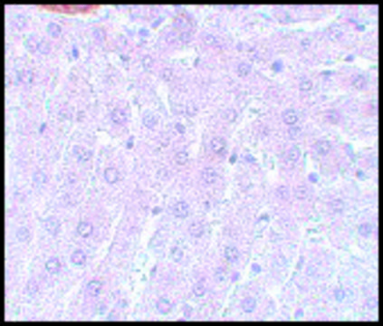 Anti-APC3 antibody produced in rabbit