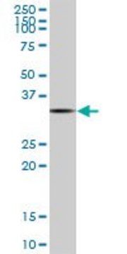 Monoclonal Anti-TAZ antibody produced in
