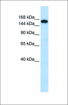Anti-SYNJ1 antibody produced in rabbit