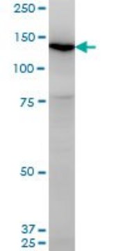 Monoclonal Anti-UNC13D antibody produced in