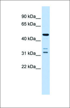 Anti-HTRA4 antibody produced in rabbit