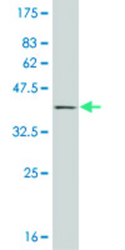 ANTI-HD antibody produced in mouse