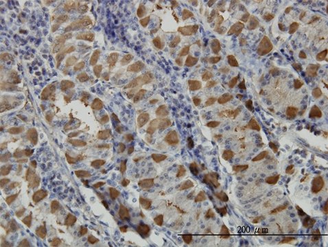 Monoclonal Anti-GGA1 antibody produced in