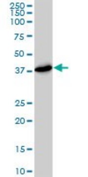 Monoclonal Anti-PSMD7 antibody produced in