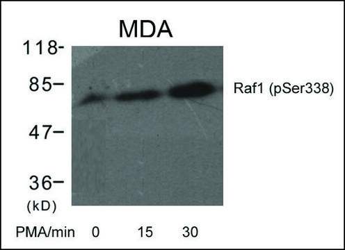 Anti-phospho-RAF1 (pSer³³?) antibody produced in