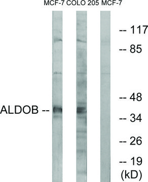 Anti-ALDOB antibody produced in rabbit