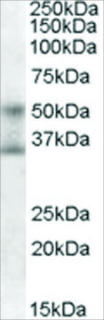 Anti-FOXA1/HNF3A antibody produced in goat