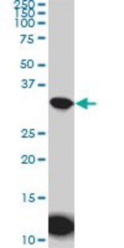 Monoclonal Anti-AQP8 antibody produced in
