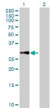 Anti-MRPL10 antibody produced in mouse