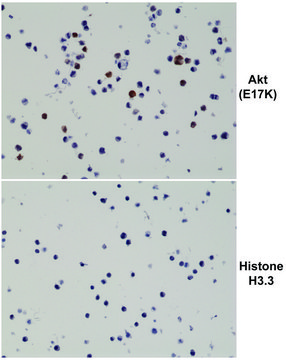 Anti-Akt (E17K Mutant) antibody, Rabbit