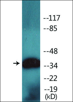 Anti-phospho-EFNB1/2 (pTyr³³?) antibody produced in