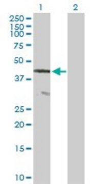 Anti-CENTG2 antibody produced in mouse
