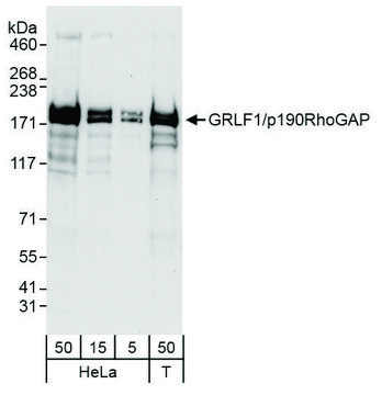 Rabbit anti-GRLF1/p190RhoGAP Antibody, Affinity Purified